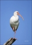 White-Ibis;Ibis;Eudocimus-albus;one-animal;close-up;color-image;nobody;photograp